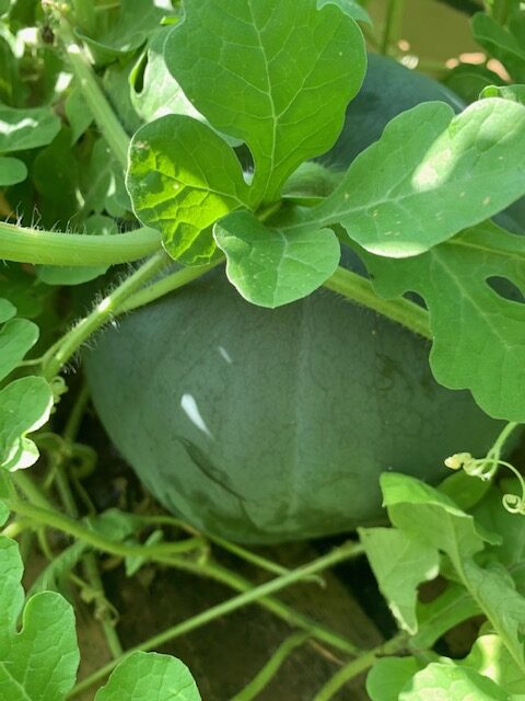Volunteer/Gift Watermelon